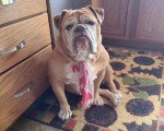 Un Olde English Bulldogge assis sur un tapis