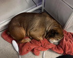 Un Olde English Bulldogge allongé sur une couverture