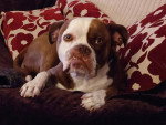 Un Olde English Bulldogge allongé sur un canapé