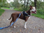 Un Olde English Bulldogge tenu en laisse sur un sentier