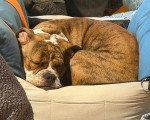 Un Olde English Bulldogge allongé à l'intérieur d'un panier