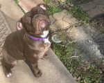 Un Olde English Bulldogge assis sur un tapis et portant un collier autour du cou