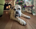 Un Olde English Bulldogge allongé sur un plancher en bois