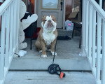 Un Olde English Bulldogge assis devant l'entrée d'une maison
