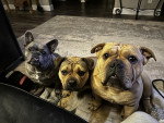Trois Olde English Bulldogge assis sur un tapis