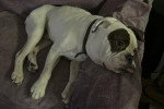 Un Olde English Bulldogge allongé sur une couverture et portant un collier au cou
