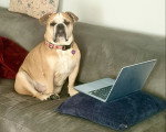 Un Olde English Bulldogge assis sur un canapé devant un ordinateur