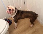Un Olde English Bulldogge dans les toilettes 