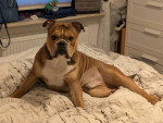 Un Olde English Bulldogge allongé sur un lit