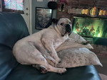 Un Olde English Bulldogge allongé sur un canapé