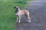 Un Olde English Bulldogge sur un sentier et portant un collier autour du cou