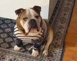 Un Olde English Bulldogge assis sur un tapis