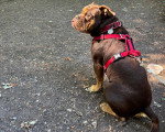 Un Olde English Bulldogge assis et portant un harnais