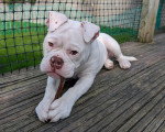 Un Olde English Bulldogge allongé sur un plancher 