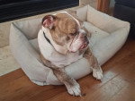 Un Olde English Bulldogge allongé à l'intérieur d'un panier