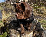 Un Olde English Bulldogge sur le tronc d'arbre