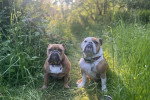 Deux Olde English Bulldogge assis dans l'herbe