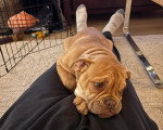 Un Olde English Bulldogge allongé sur les jambes d'une personne