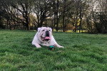 Un Olde English Bulldogge allongé sur un terrain herbeux