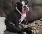 Un Olde English Bulldogge assis sur un canapé