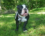 Un Olde English Bulldogge sur un terrain herbeux