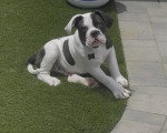 Un Olde English Bulldogge sur une pelouse et portant un collier autour du cou
