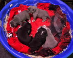 Cinq chiots Olde English Bulldogge 