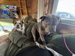 Deux Olde English Bulldogge sur un canapé