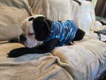 Un Olde English Bulldogge allongé sur un canapé