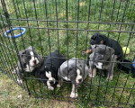 Cinq Olde English Bulldogge dans une cage