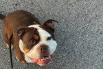Un Olde English Bulldogge assis et regardant vers la caméra