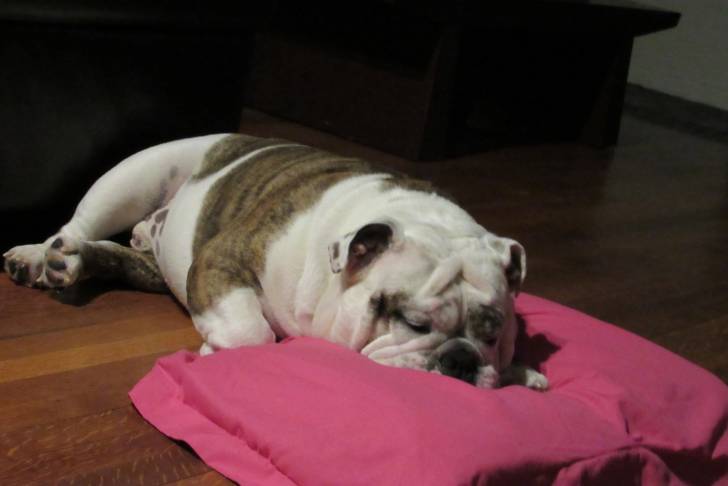 Photo Olde English Bulldogge