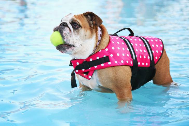 Photo Olde English Bulldogge