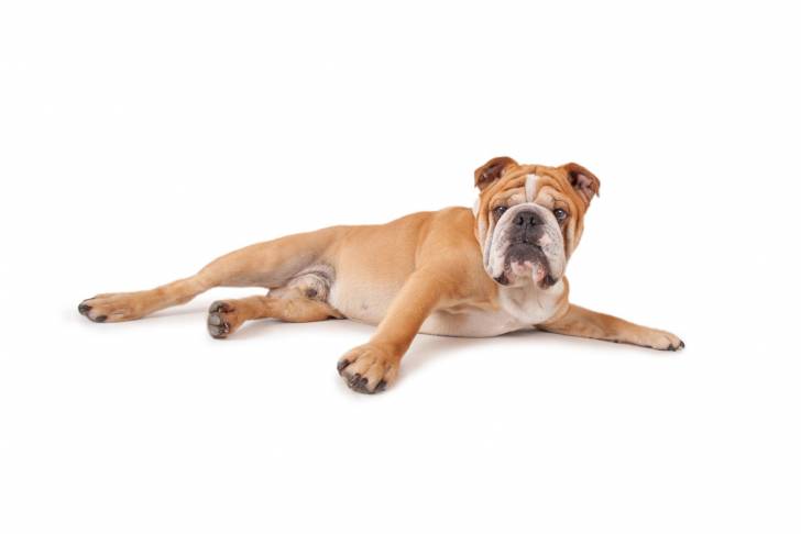 Photo Olde English Bulldogge