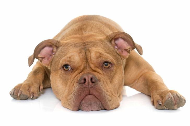 Photo Olde English Bulldogge