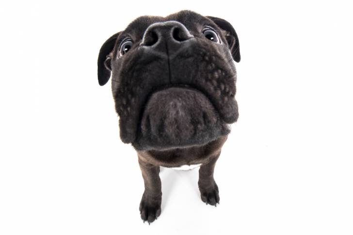 Photo Olde English Bulldogge