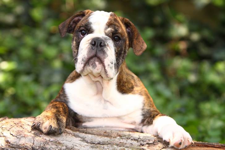 Le Old English Bulldog