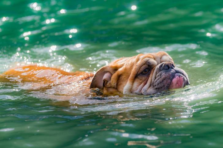 Photo Olde English Bulldogge