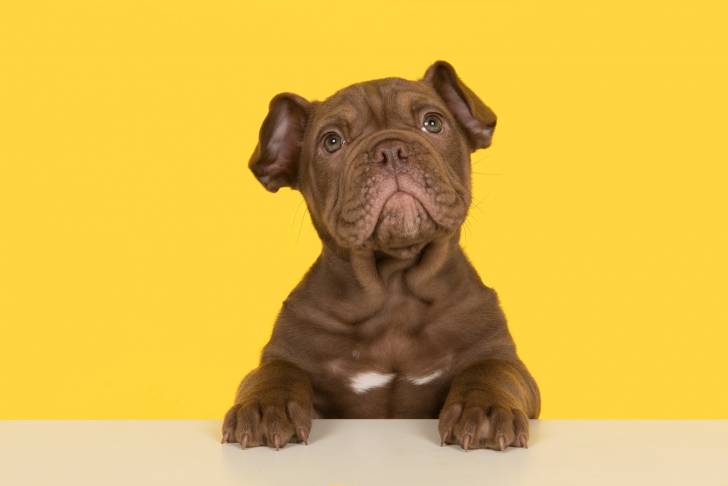 Photo Olde English Bulldogge