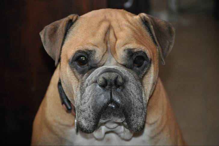 Un Olde English Bulldogge au pelage fauve se tient face à l'objectif et regarde l'appareil photo. 
