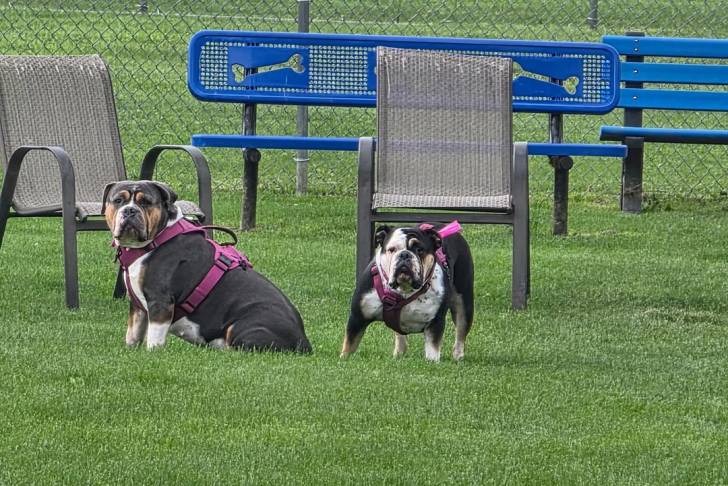 Deux Olde English Bulldogge sur un terrain herbeux