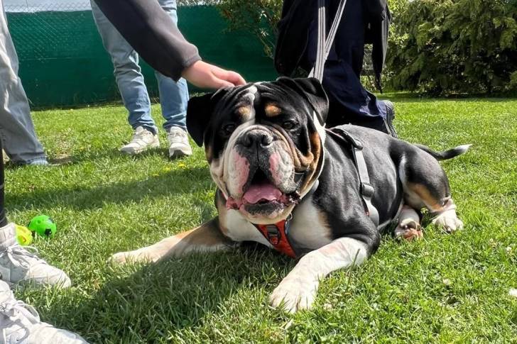 Un Olde English Bulldogge allongé sur une surface herbacée