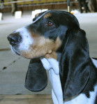 Photo Petit Chien Courant Suisse