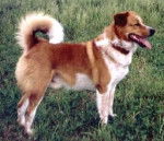 Pinscher Autrichien à poil court - Pinscher Autrichien