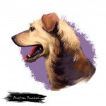 Photo Pinscher Autrichien