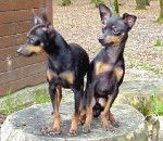 Prazsky Krysarik - Ratier de Prague