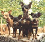 Prazsky Krysarik - Ratier de Prague