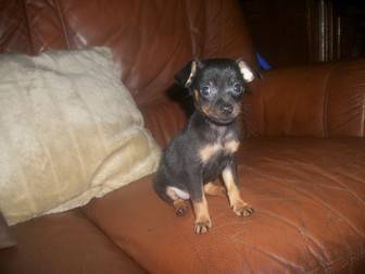 Oscar RATIER DE PRAGUE - Ratier de Prague