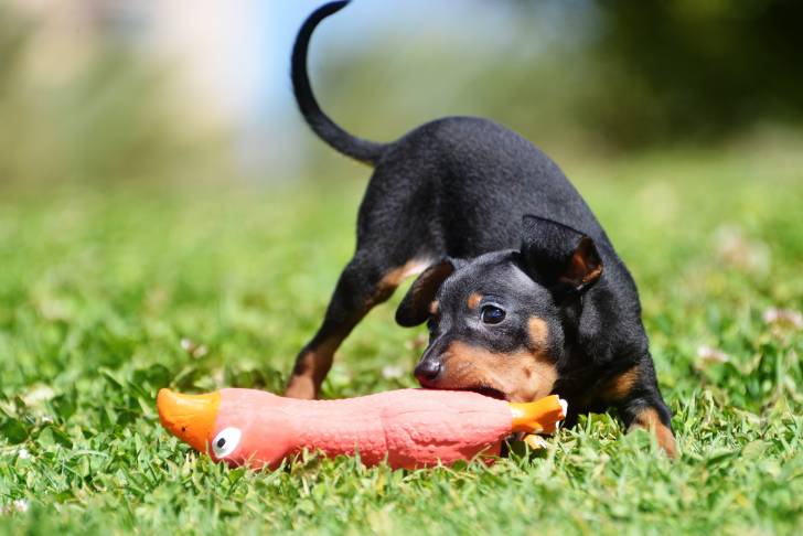 Photo Ratier de Prague