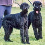 Schnauzer Géant - Schnauzer Géant